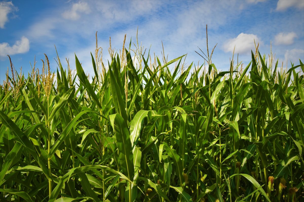 field of dreams